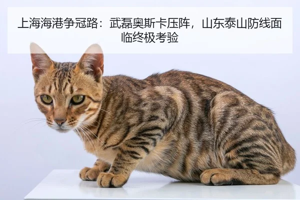 shang-hai-hai-gang-zheng-guan-lu-wu-lei-ao-si-ka-ya-zhen-shan-dong-tai-shan-fang-xian-mian-lin-zhong-ji-kao-yan-2-477.jpg